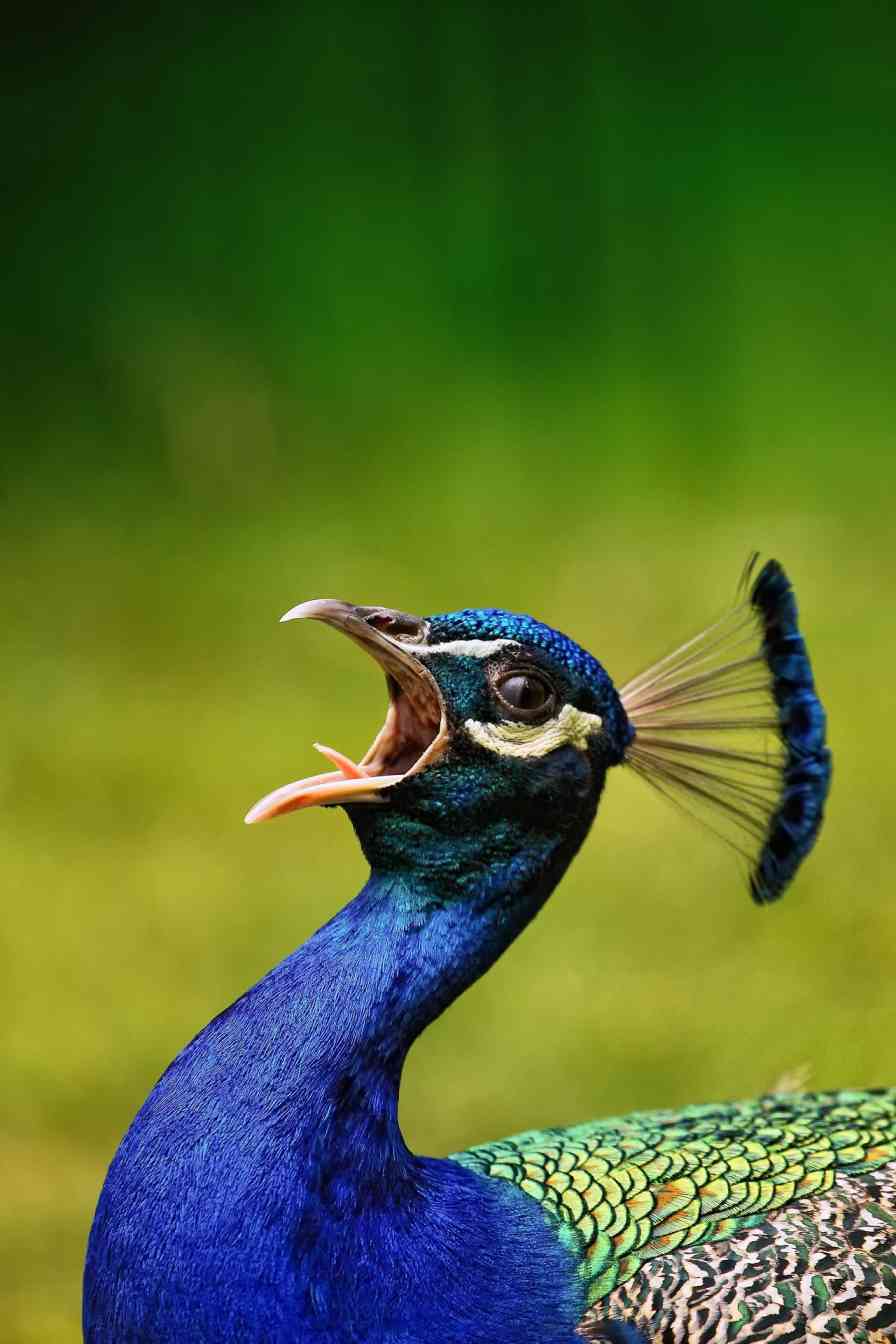 Why Do Peacocks Spread Their Feathers [explained ] Bird Avid