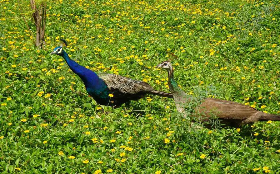 A Peacock Walking In A Park With His Mate