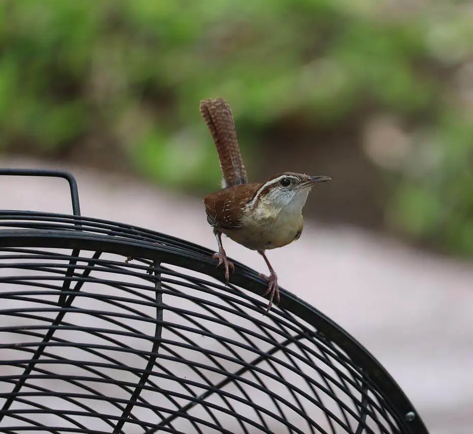 Carolina-Wren-Perched-On-A-Manmade-Artificial-Object