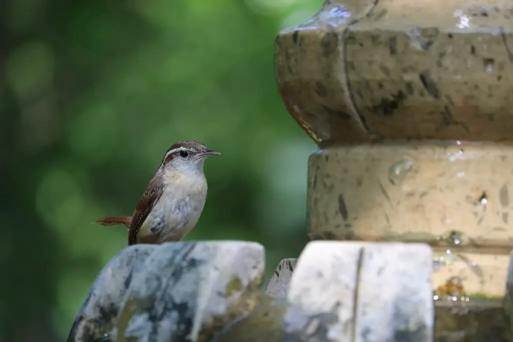 Carolina-Wren-Perched-On-A-Manmade-Structure