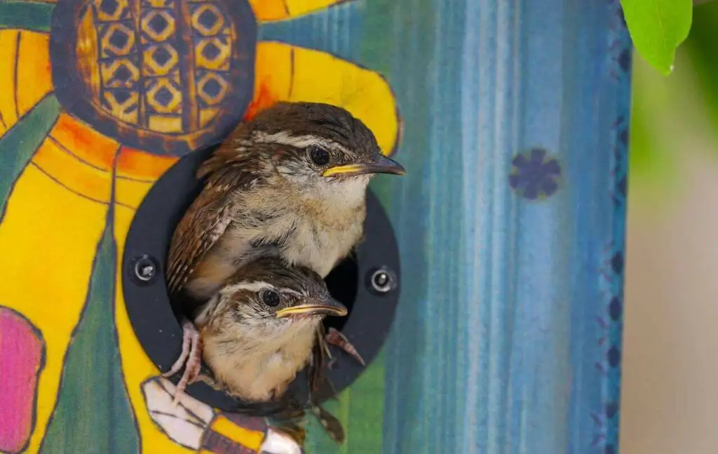 Carolina-Wren-Inside-Bird-House