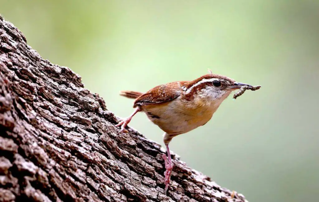 Carolina-Wren-Eating-An-Insect