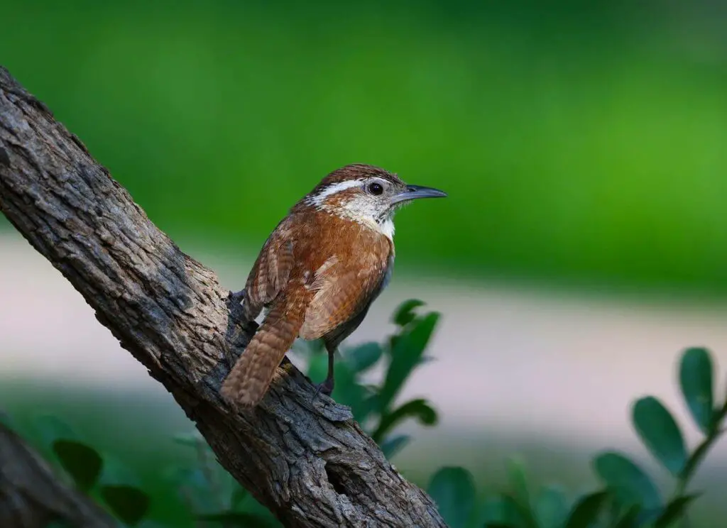 Carolina-Wren-Sitting-On-Branch