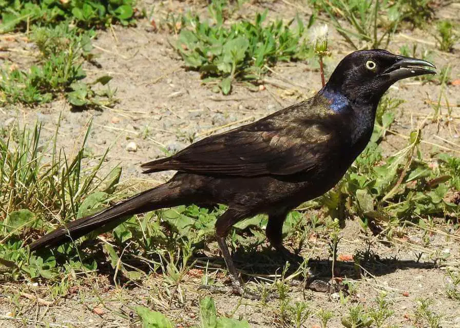 Common-Grackle