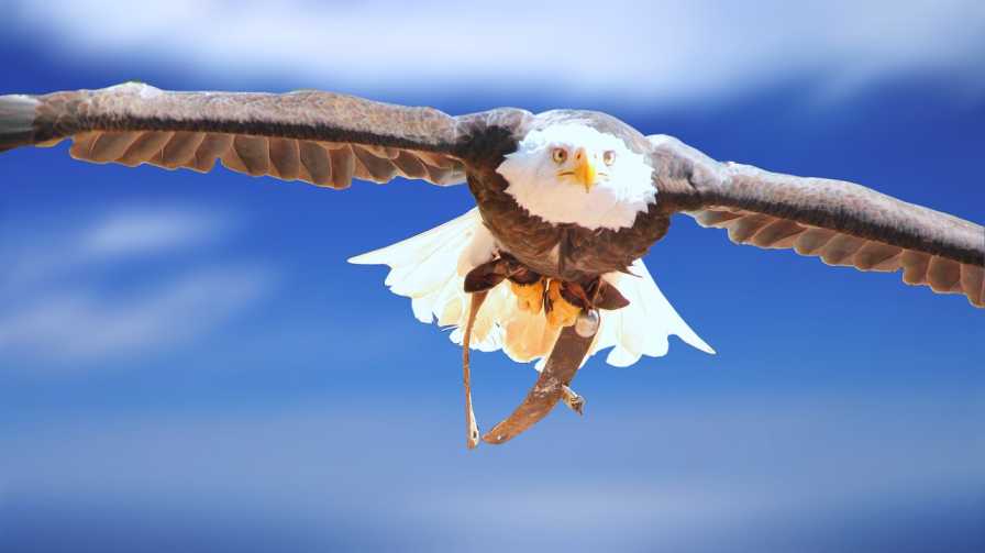 A Bald Eagle Flying In A Blue Sky