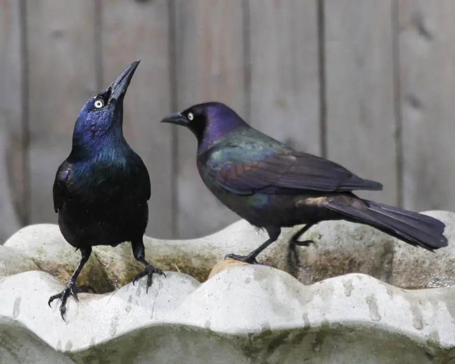 Two-Grackles-Out-Of-Which-One-Lifting-Its-Head-Up-And-Bill-Tilted-Up