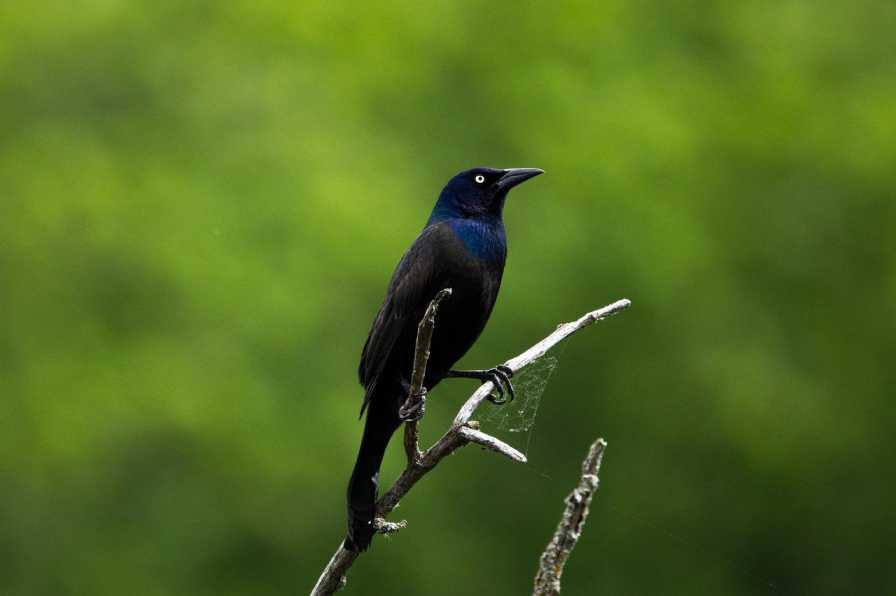 A-Grackle-Perched-On-A-Branch