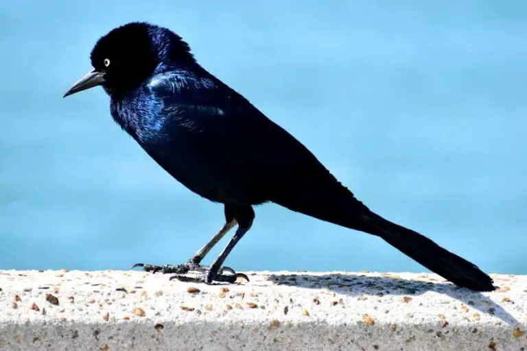 why-grackles-puffing-up