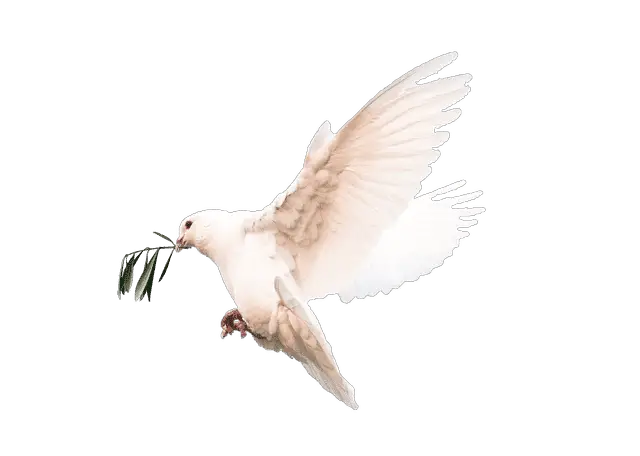 A-White-Dove-With-Olive-Branch-The-Mouth