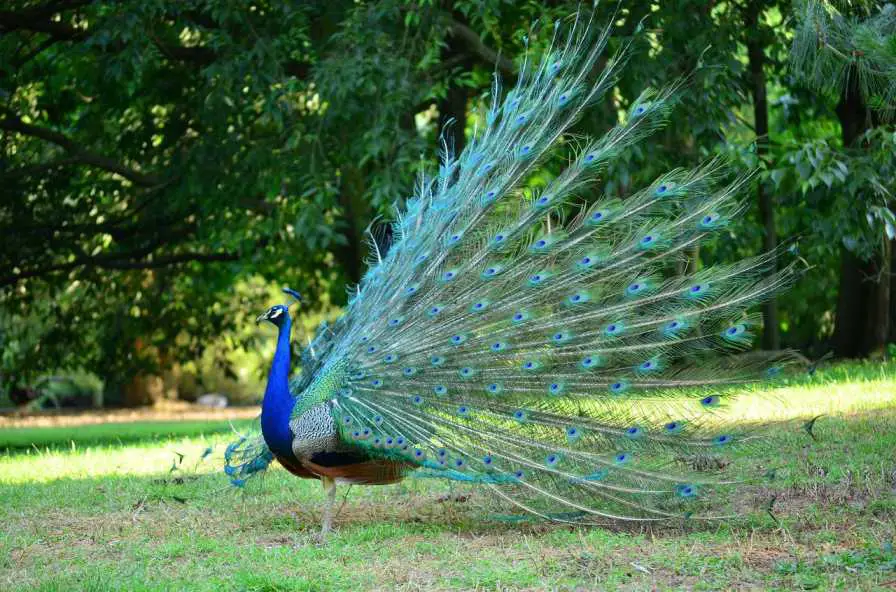 A Peacock Spreading His Feathers In A park