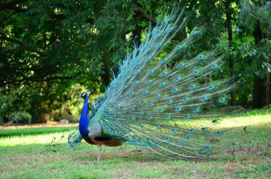 why-do-peacocks-spread-their-feathers-explained-bird-avid