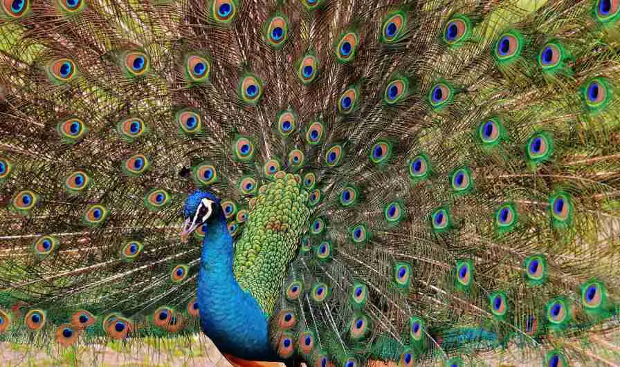 A Peacock Spreading His Beautiful Feathers