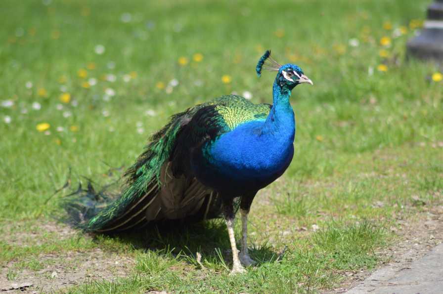 What Sound Does A Peacock Make? (Explained!) - Bird Avid