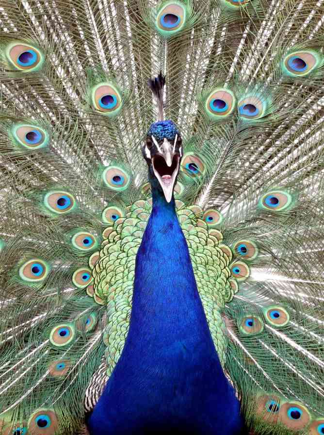 A-Peacock-Screaming-Or-Yelling