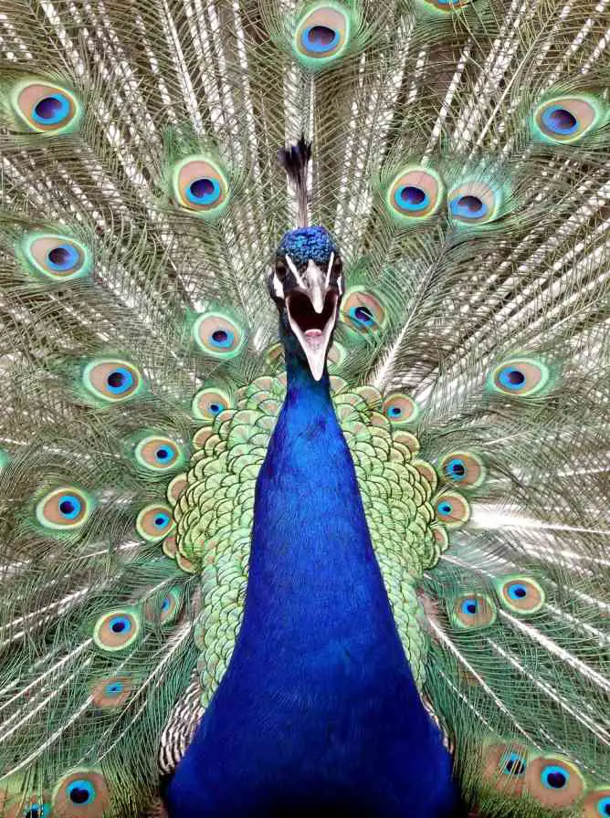 A-Peacock-Screaming-Or-Yelling