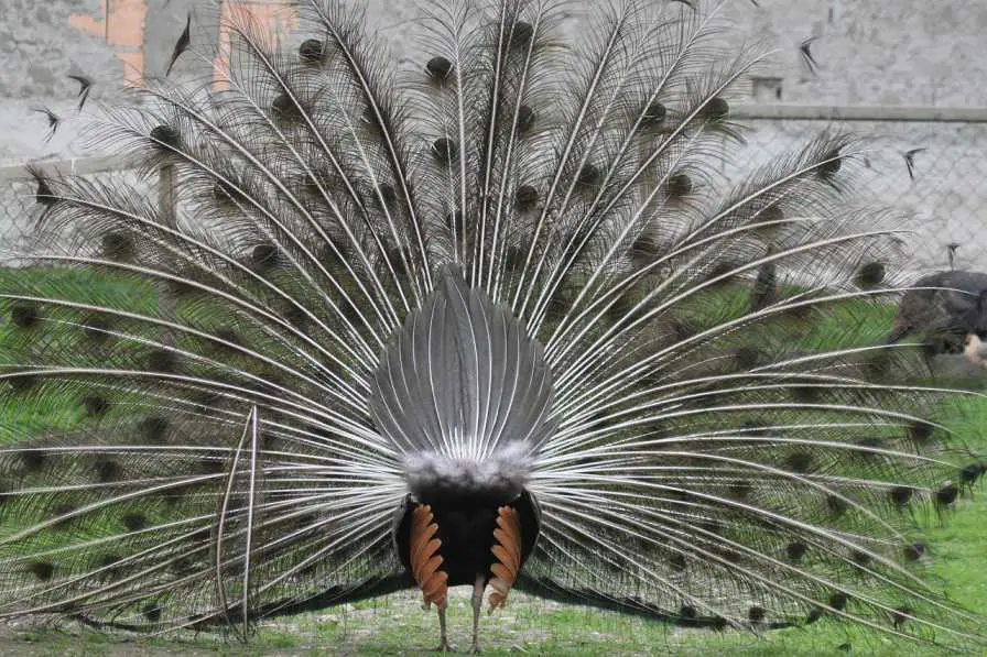 The Back Portion Of A Peacock Spreading His Feathers