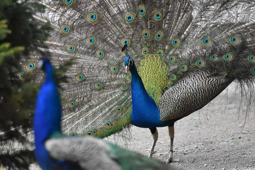 A Peacock Spreading His Feathers Seeing Another Peacock