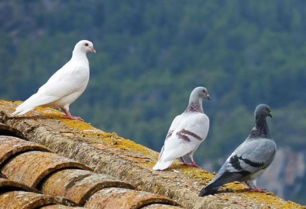 Different-Pigeons-And-Doves-Perched-On-A-Roof-Top