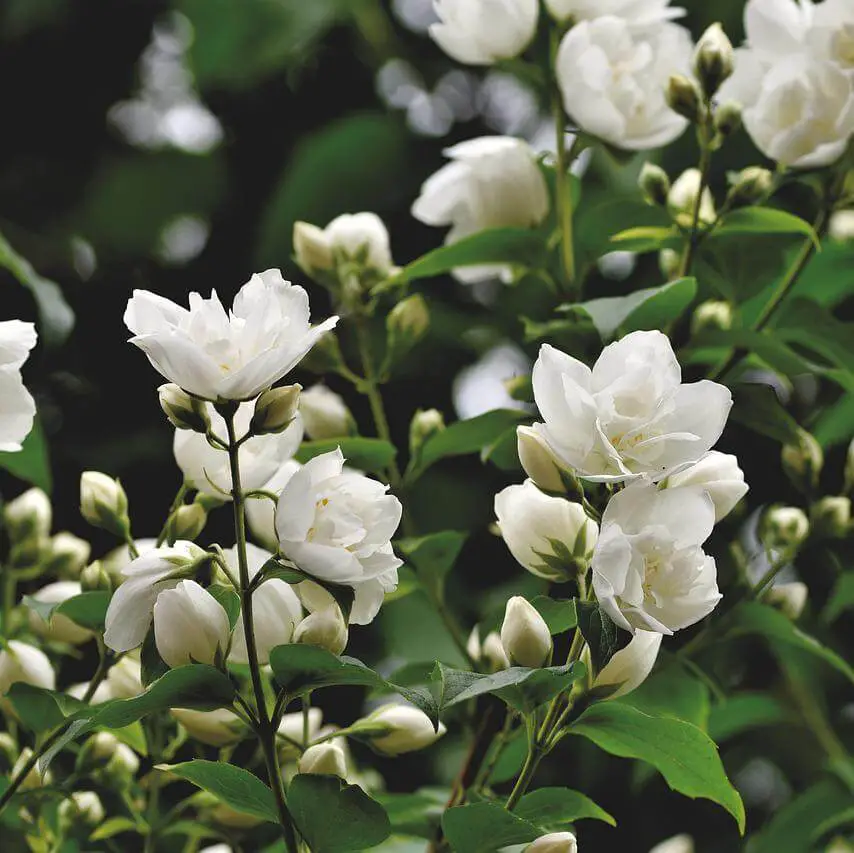 Jasmine-Flowers-In-Garden-To-Attract-Hummingbirds