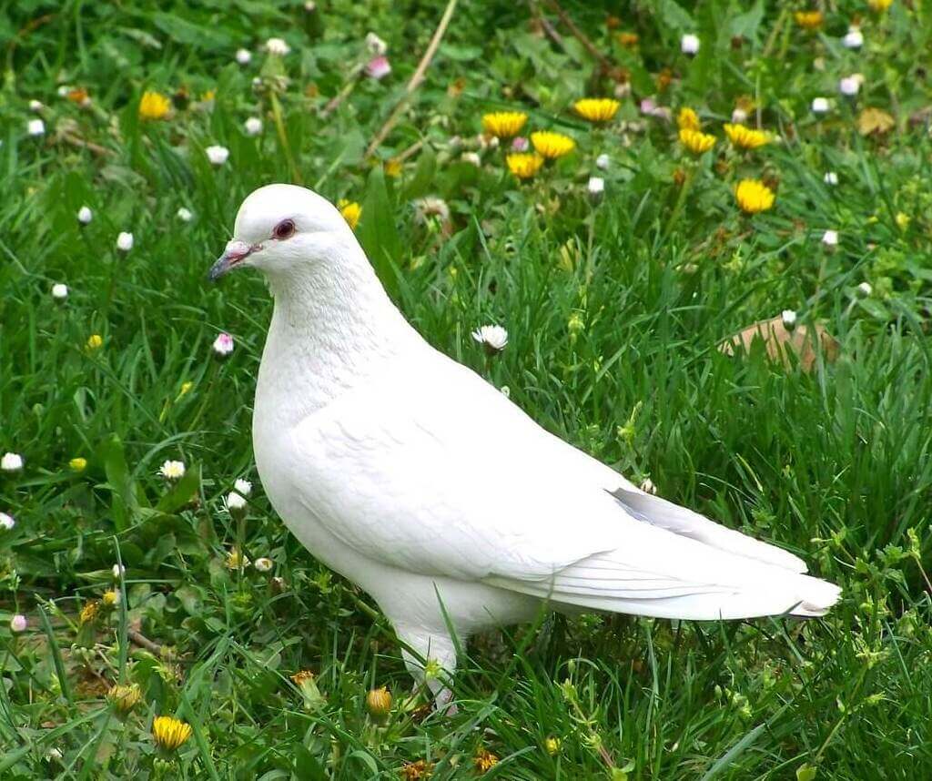 white dove birds