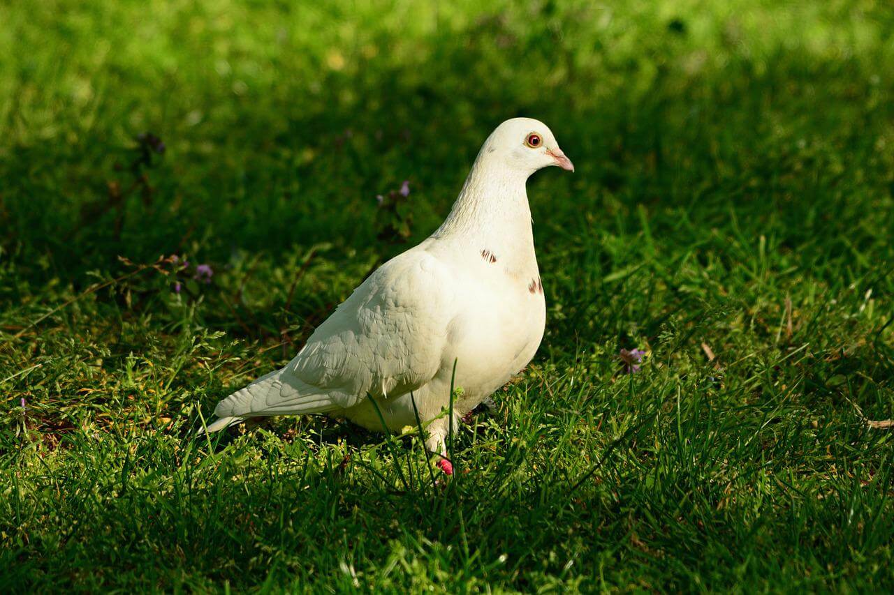 are white doves rare
