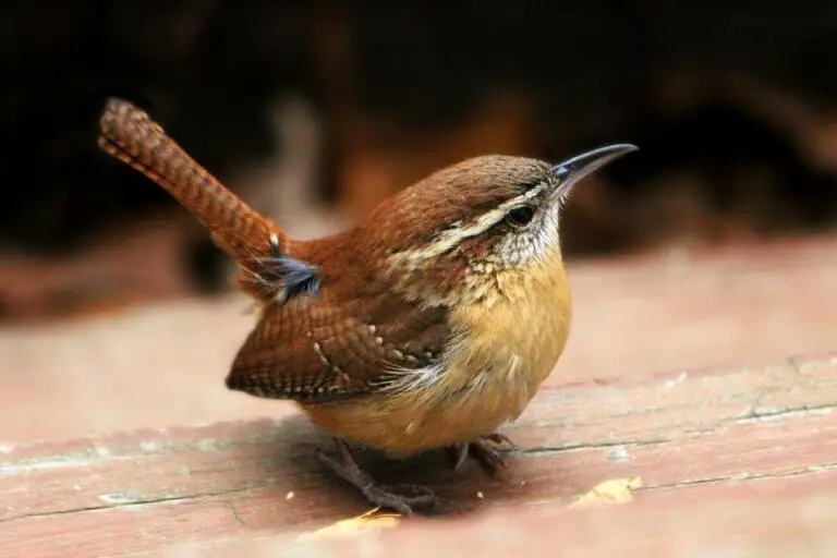 why-do-carolina-wrens-sleep-in-corner