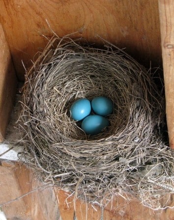 a-beautiful-robin-nest-with-three-blue-eggs