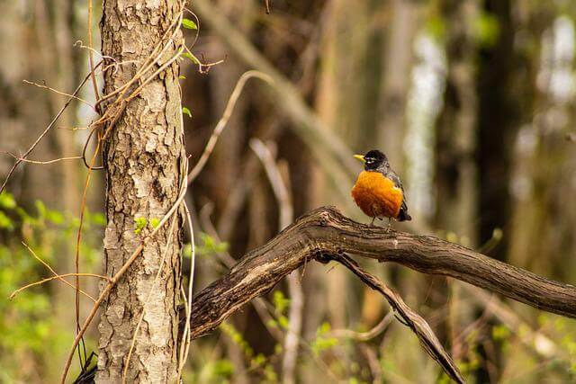 american-robin-perched-on-a-tree-branch