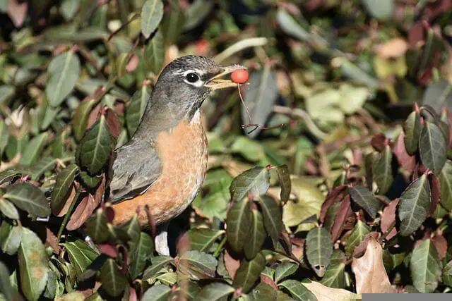 american-robin-feeding-fruit