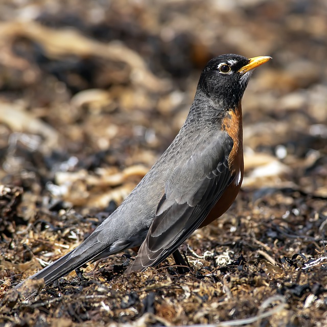 List 104+ Images how do robins find worms in the ground Stunning