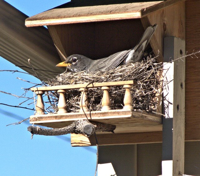 robin-sitting-on-the-nest-inside-a-birdhouse