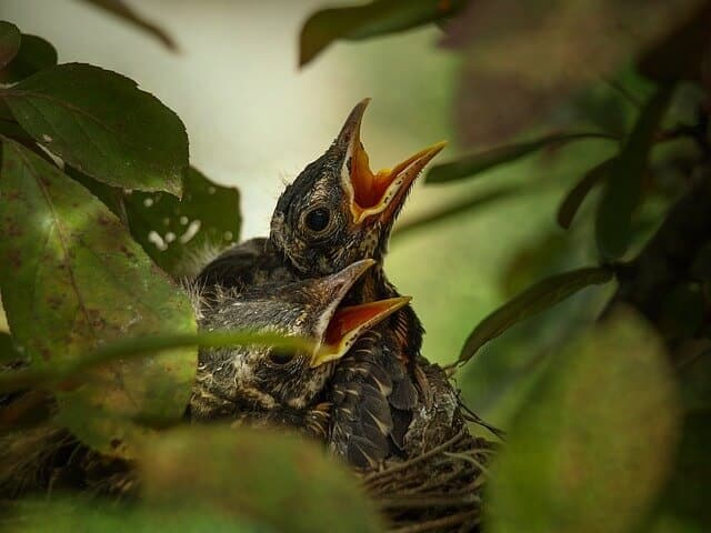 robin-nest-with-two-baby-robins