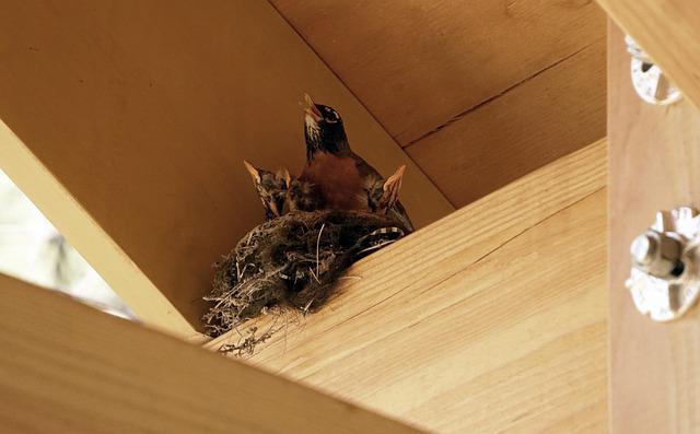 robins-nest-at-a-porch-with-baby-robins