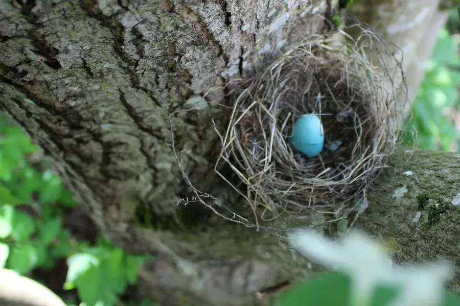 Do Robins Reuse Their Nests? (7 Things You Need To Know) Bird Avid