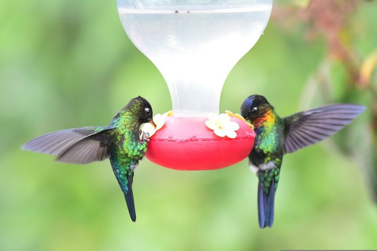 can-hummingbirds-drink-cold-nectar