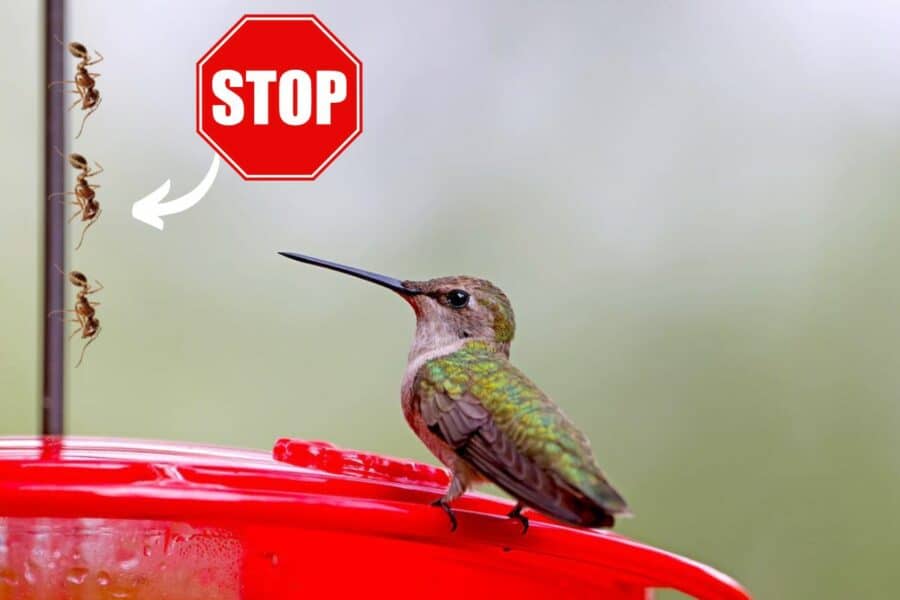 4 Smart Ways To Keep Ants Out Of Hummingbird Feeders Bird Avid