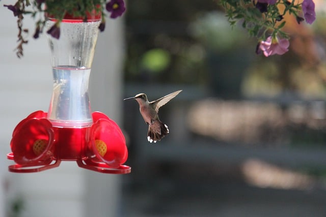 hummingbird-approaching-a-feeder-with-a-flowering-plant-in-background