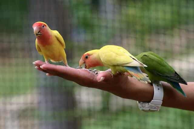 an-owner-feeding-her-lovebirds-on-hands