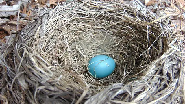 robin-nest-with-one-blue-egg