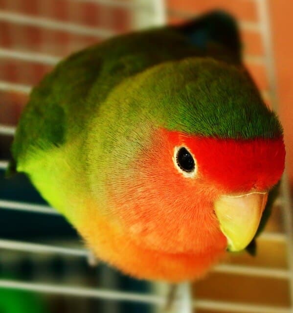 lovebird-closeup-from-above