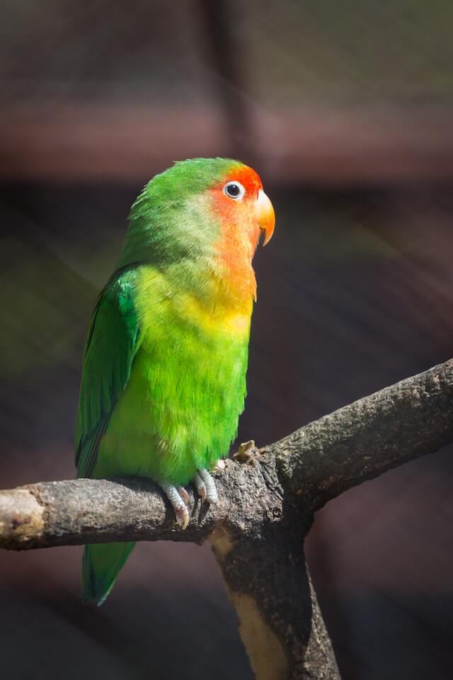 a-cute-lovebird-perched-on-a-branch