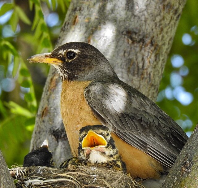 robin-with-two-chicks-in-the-nest-on-a-tree
