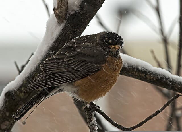robin-sitting-on-a-tree-branch-when-snow-falling-in-the-winter