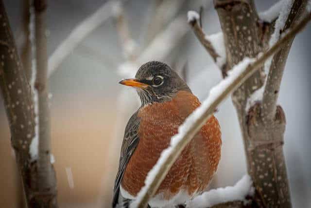 robin-perched-on-tree-with-snow-during-the-winter
