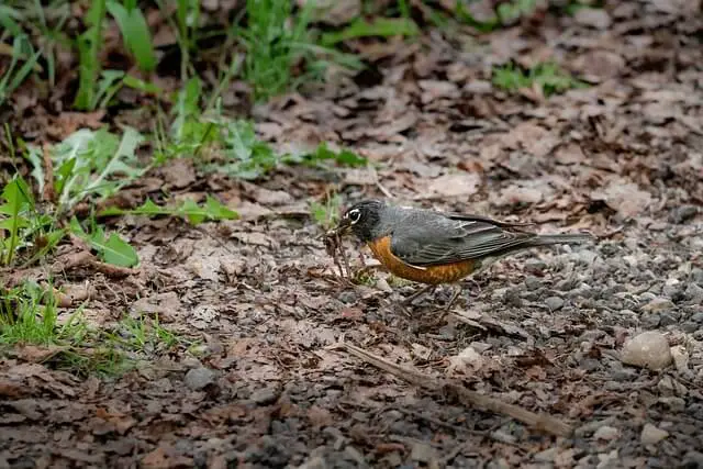 robin-on-the-ground-searching-for-food