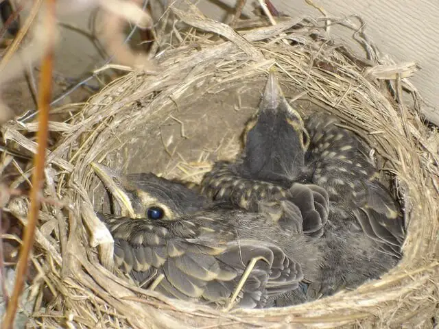 robins-nest