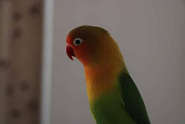 a-lovebird-quietly-perched