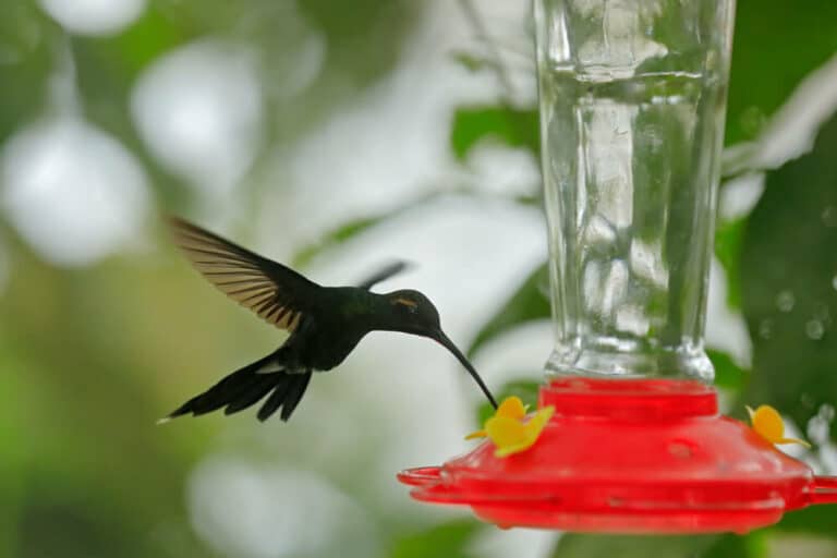 do-hummingbird-feeder-attract-bears
