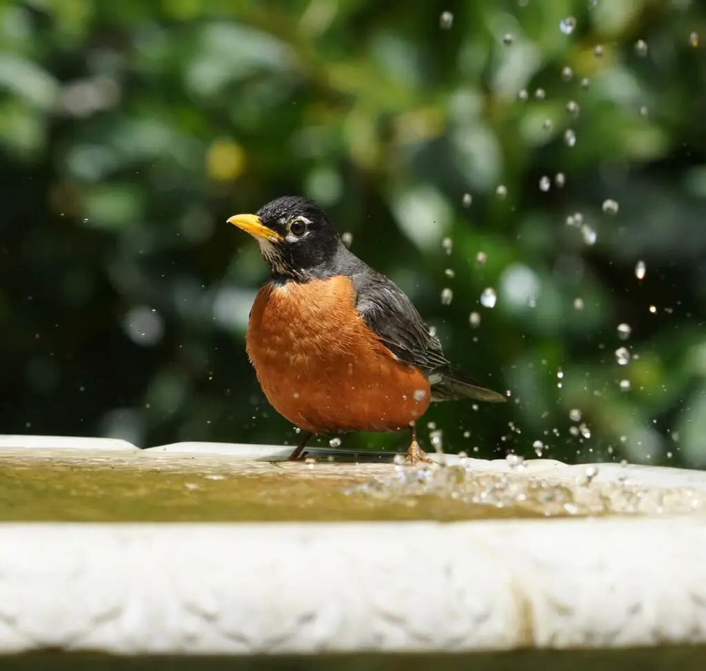 american-robin-perched-on-a-bird-bath