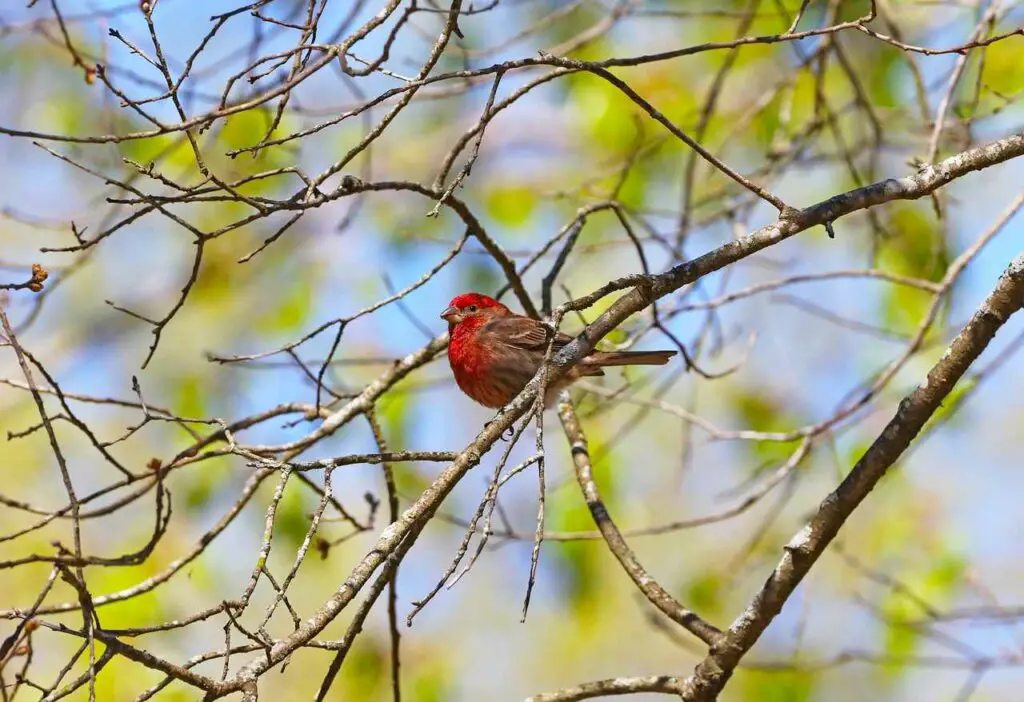 Are House Finches Aggressive? Bird Avid